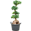 Ficus microcarpa ‘Ginseng’ |