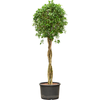 Ficus microcarpa Nitida | 175 cm