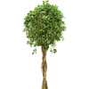 Ficus microcarpa Nitida | 175 cm