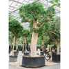 Ficus microcarpa Nitida | 520 cm