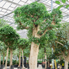 Ficus microcarpa Nitida | 520 cm