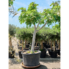 Ficus carica vijgenboom | 245 cm (pot 75cm)