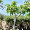 Ficus carica vijgenboom | 245 cm (pot 75cm)