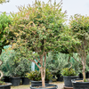 Myrciaria cauliflora | 205 cm