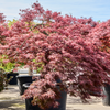 Acer Palmatum Dissectum Crimson Queen | 295 cm