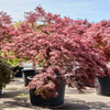 Acer Palmatum Dissectum Crimson Queen | 295 cm