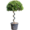 Laurus nobilis laurierboom | 185 cm