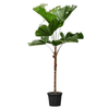 Licuala grandis | 295 cm