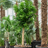 Murraya paniculata | 195 cm