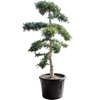 Olea europaea 'Sylvestris' | 245 cm