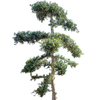 Olea europaea 'Sylvestris' | 245 cm