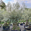 Olea Europaea olijfboom | 300 cm
