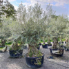 Olea Europaea olijfboom | 300 cm