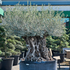 Olea europaea | Olijfboom dikke stam | 255 cm