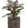 Philodendron ‘Imperial Red’