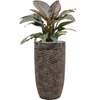 Philodendron ‘Imperial Red’