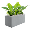 Philodendron ‘Imperial Green’ | 49 cm