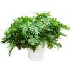 Philodendron selloum | 120 cm