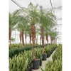 Phoenix roebelenii | dwergdadelpalm | 320 cm