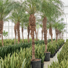 Phoenix roebelenii | dwergdadelpalm | 320 cm
