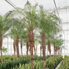 Phoenix roebelenii | dwergdadelpalm | 320 cm