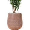Pleomele Dracaena reflexa | 96 cm