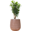 Pleomele Dracaena reflexa | 96 cm