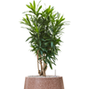 Pleomele Dracaena reflexa | 96 cm