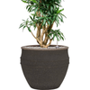 Pleomele Dracaena reflexa | 88 cm