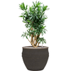 Pleomele Dracaena reflexa | 88 cm