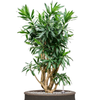 Pleomele Dracaena reflexa | 88 cm