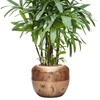 Rhapis excelsa 151 cm