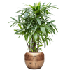 Rhapis excelsa 151 cm