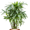 Rhapis excelsa 151 cm