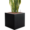 Sansevieria trifasciata ‘Laurentii’