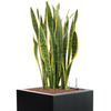 Sansevieria trifasciata ‘Laurentii’