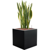 Sansevieria trifasciata ‘Laurentii’