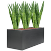 Sansevieria zeylanica | 83 cm