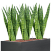 Sansevieria zeylanica | 83 cm