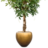 Schefflera arboricola | 174 cm