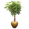 Schefflera arboricola | 174 cm