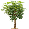 Schefflera arboricola | 174 cm