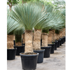 Yucca rostrata | 160 cm