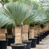 Yucca rostrata | 195 cm