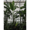 Strelitzia nicolai reginae | 545 cm
