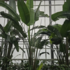 Strelitzia nicolai reginae | 545 cm