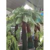Dicksonia antarctica/ Boomvaren | 400 cm