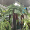 Dicksonia antarctica/ Boomvaren | 400 cm