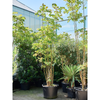 Toona sinensis Flamingo | 315 cm
