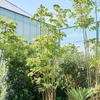 Toona sinensis Flamingo | 315 cm